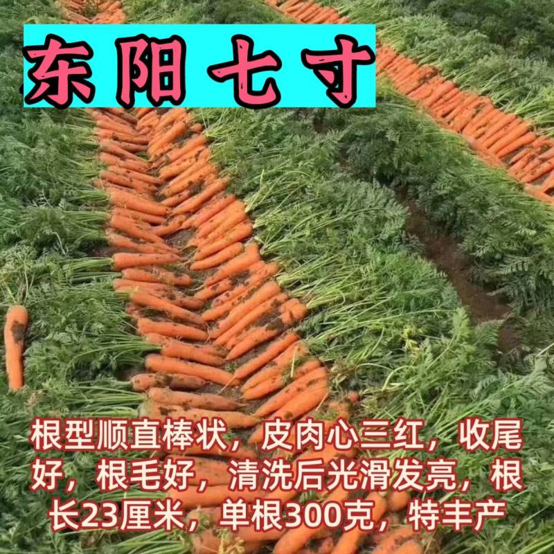 胡萝卜种子，欧兰德日本进口特级三红东阳七寸，高产基地大田