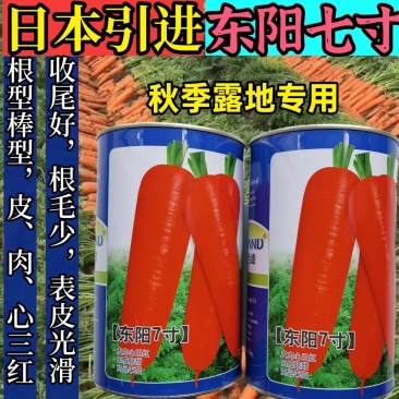 胡萝卜种子,欧兰德日本进口特级三红东阳七寸,高产基地大田