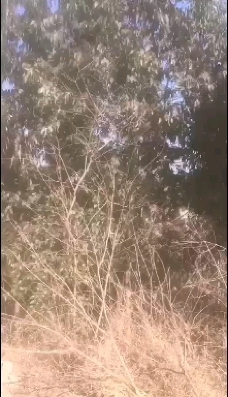 土地