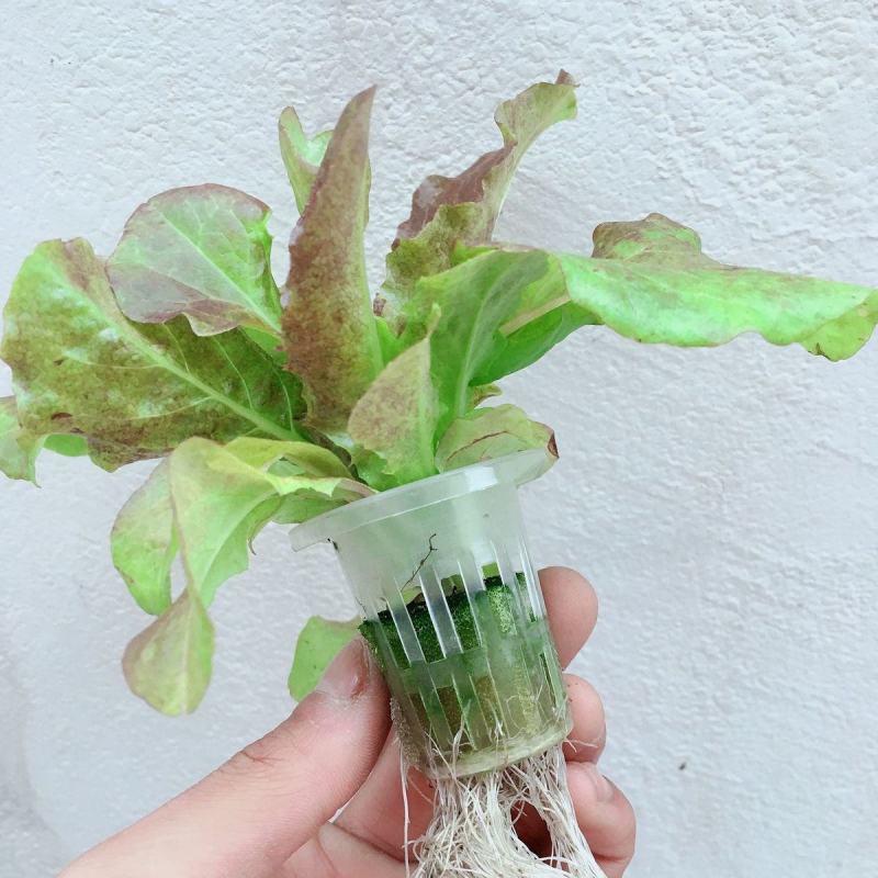 无土栽培蔬菜设备家庭阳台管道式水培种菜机自动化多层水耕种