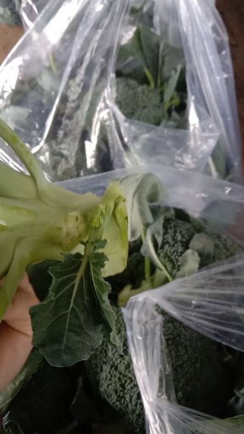 【精品】西兰花根小个匀大量上市产地直销
