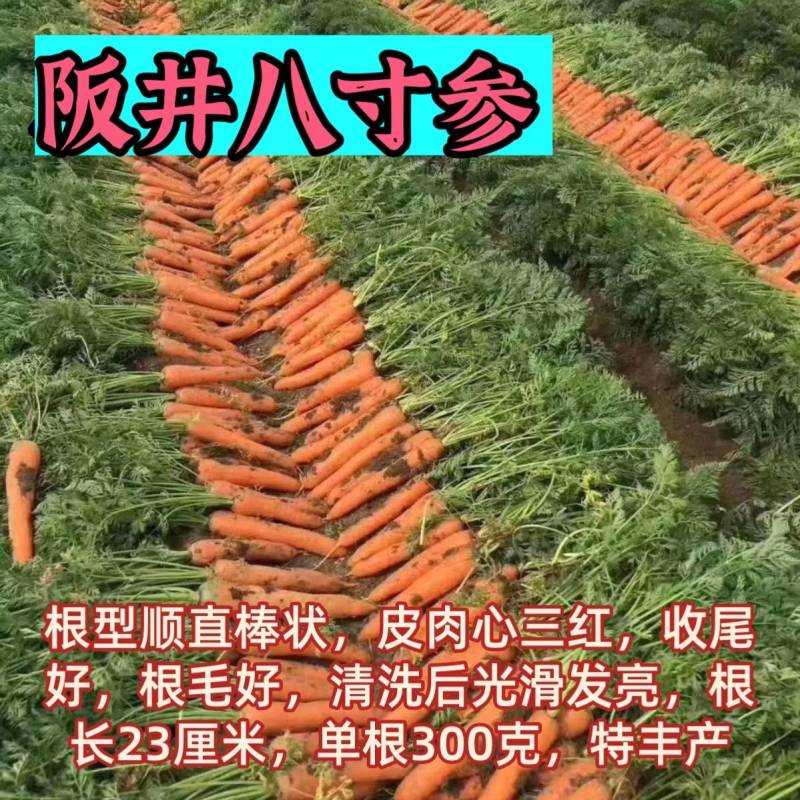 阪井八寸参胡萝卜种子日本进口红萝卜特级三红基地高品质