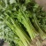 芹菜。精品小香芹。。。。各种蔬菜