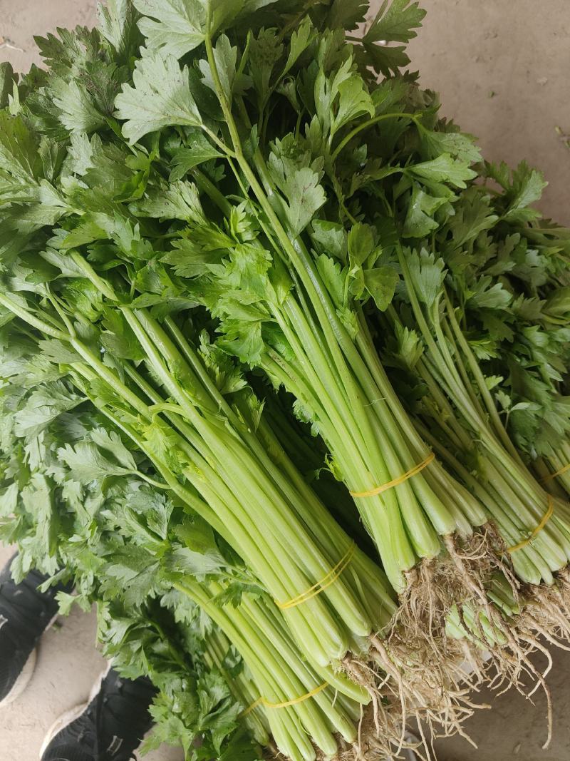 芹菜。精品小香芹。。。。各种蔬菜