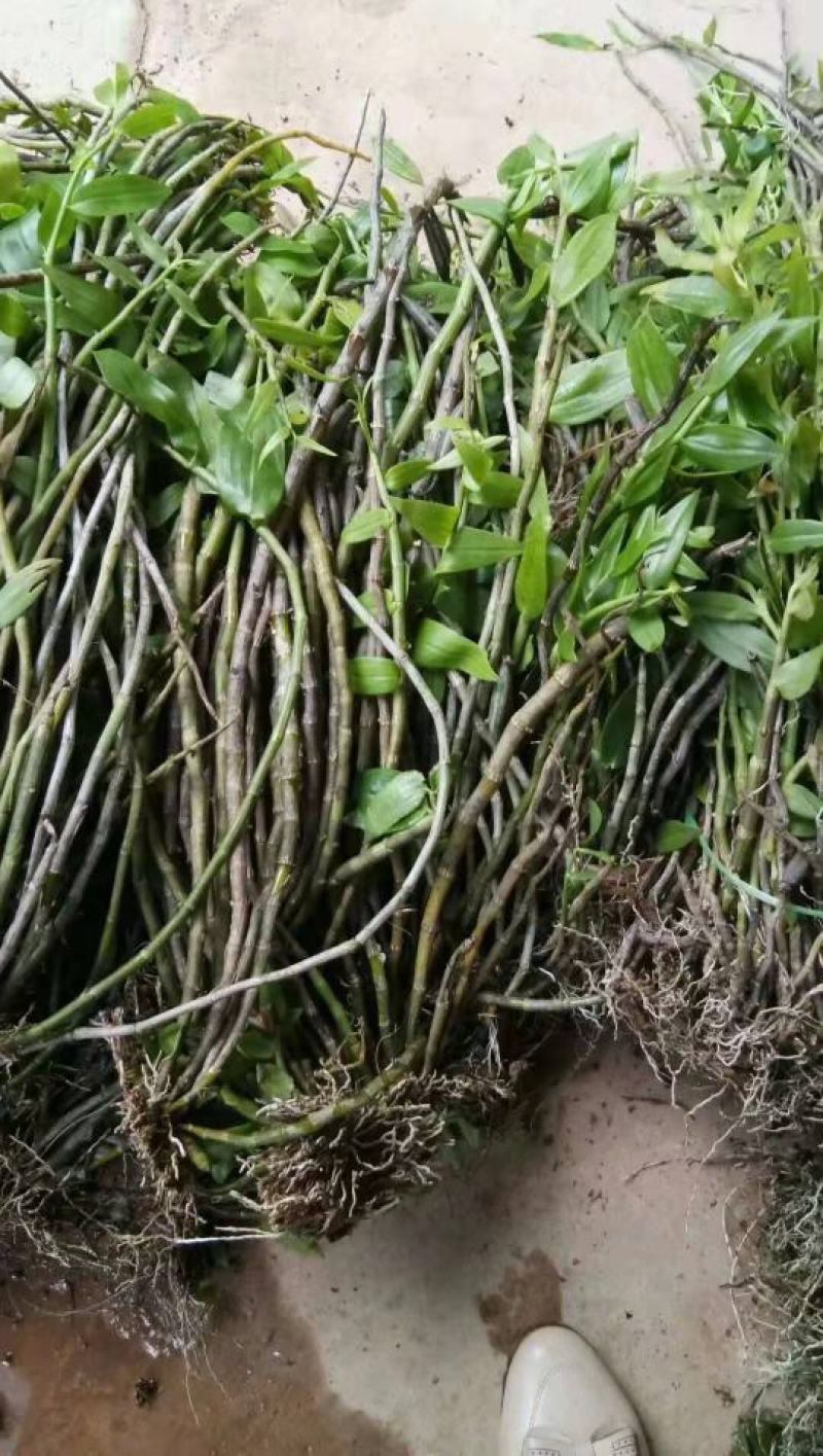 云南普洱野生石斛中黄草_天宫石斛_可食用可种植