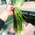 红帽蒜薹。。。。。。。。。。。。。。。。。