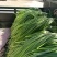 红帽蒜薹。。。。。。。。。。。。。。。。。