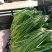 红帽蒜薹。。。。。。。。。。。。。。。。。