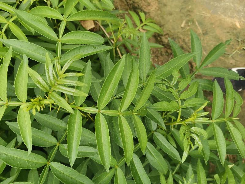 花椒苗大红袍花椒苗九叶青花椒现挖发货基地直发