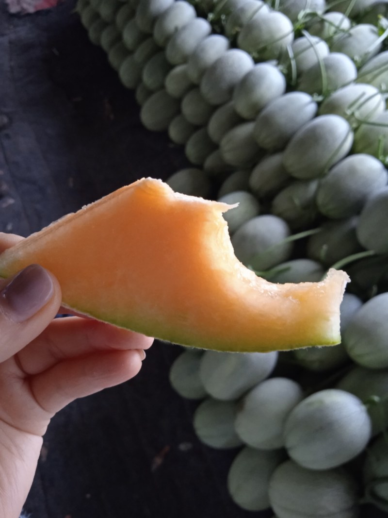 西周蜜网红哈密瓜整车万亩基地日供货量大