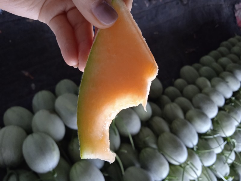 西周蜜网红哈密瓜整车万亩基地日供货量大