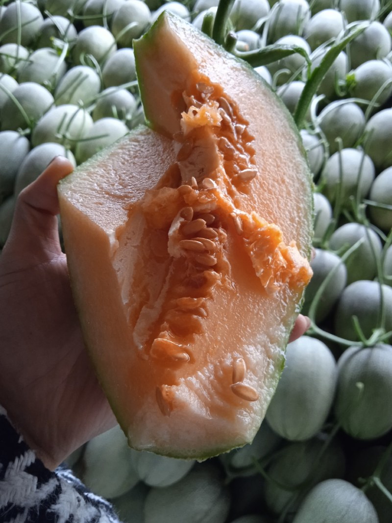 西周蜜网红哈密瓜整车万亩基地日供货量大