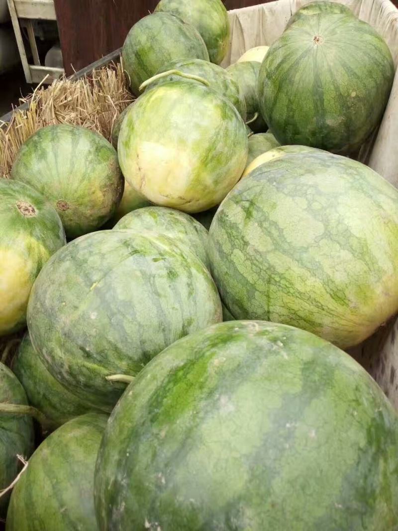 广西南宁市供应花皮无籽西瓜质量好熟度佳，大量供应黑美人，