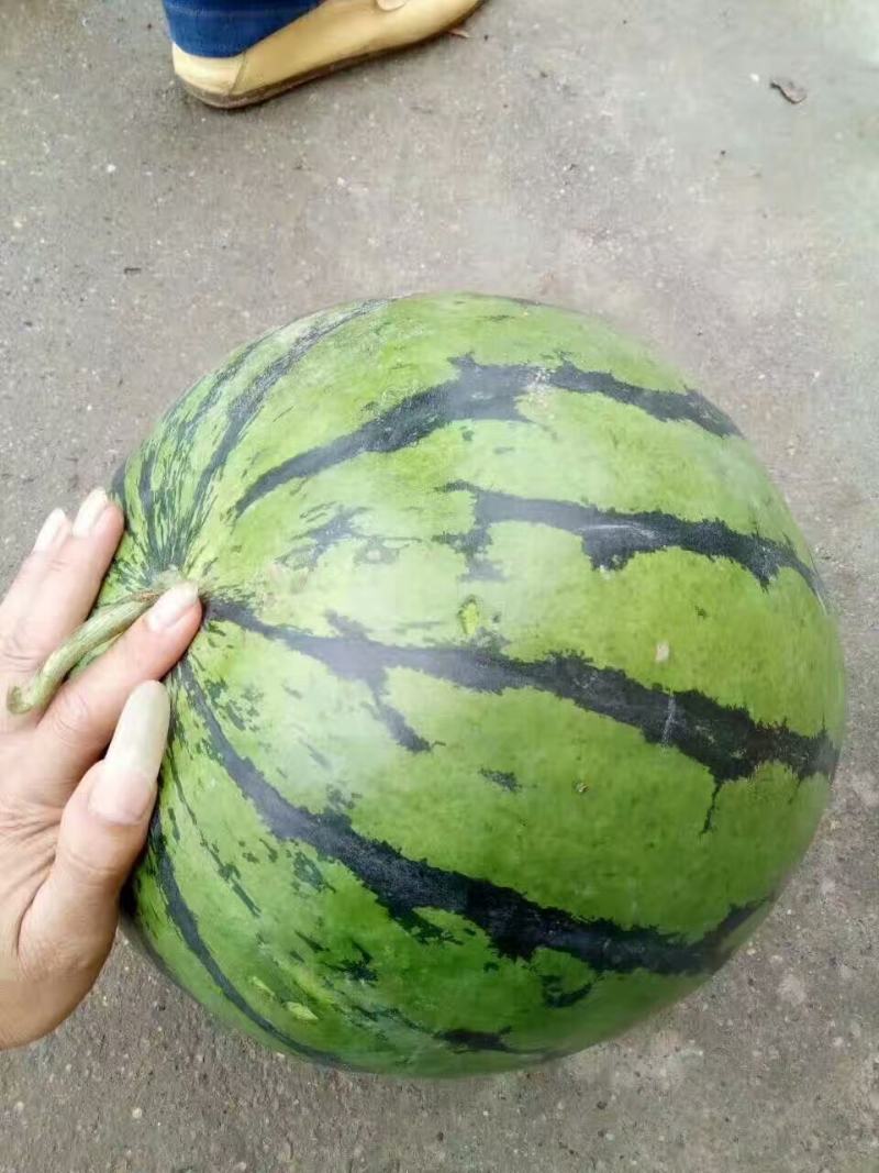 广西南宁市供应花皮无籽西瓜质量好熟度佳，大量供应黑美人，
