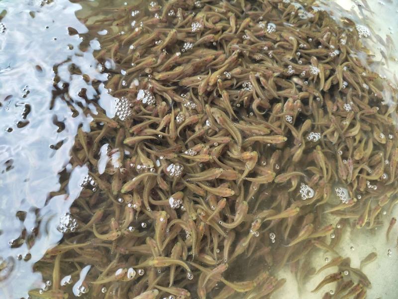 月鳢苗，七星鱼苗，长期提供七星鱼养殖技术指导