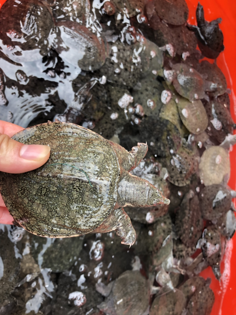 甲鱼苗外塘水产养殖食用甲鱼批发大苗小苗都有