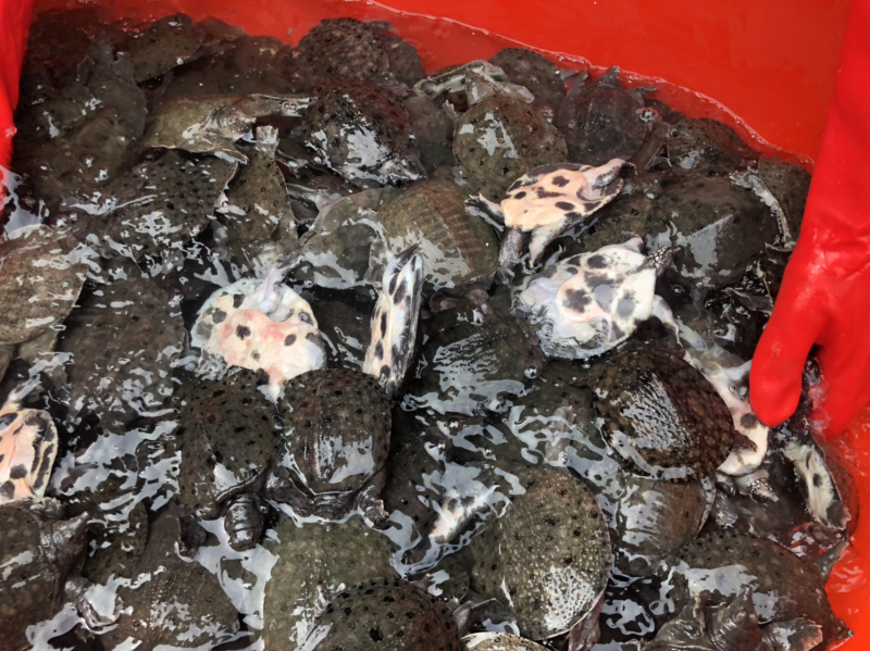 甲鱼苗外塘水产养殖食用甲鱼批发大苗小苗都有
