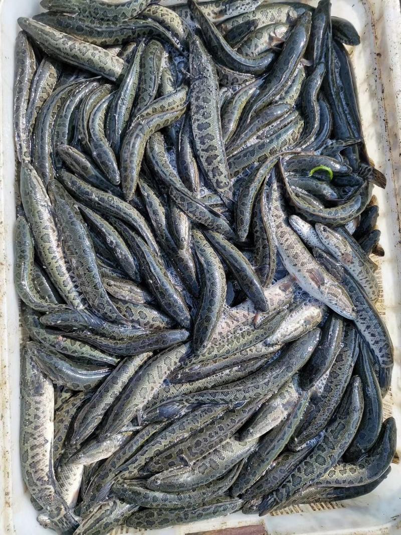 安徽怀远本地优质杂交黑鱼苗，基地直发质量有保证，提供技术