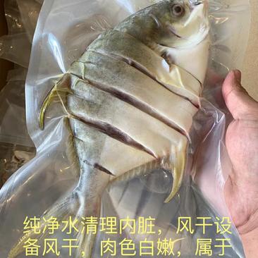 湛江硇洲岛天然海产淡晒金鲳鱼干350-450克一条规格