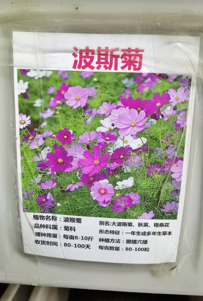 波斯菊种子花海花种籽野花组合格桑花花籽百日草种籽阳台盆栽