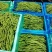 精品无筋豆武山县豆王量大从优欢迎新老客户