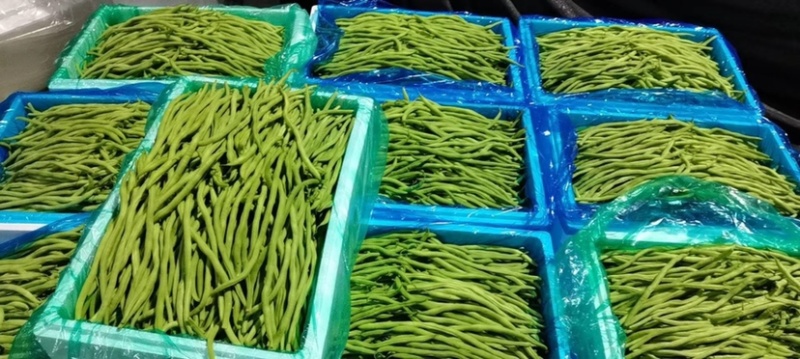 精品无筋豆武山县豆王量大从优欢迎新老客户