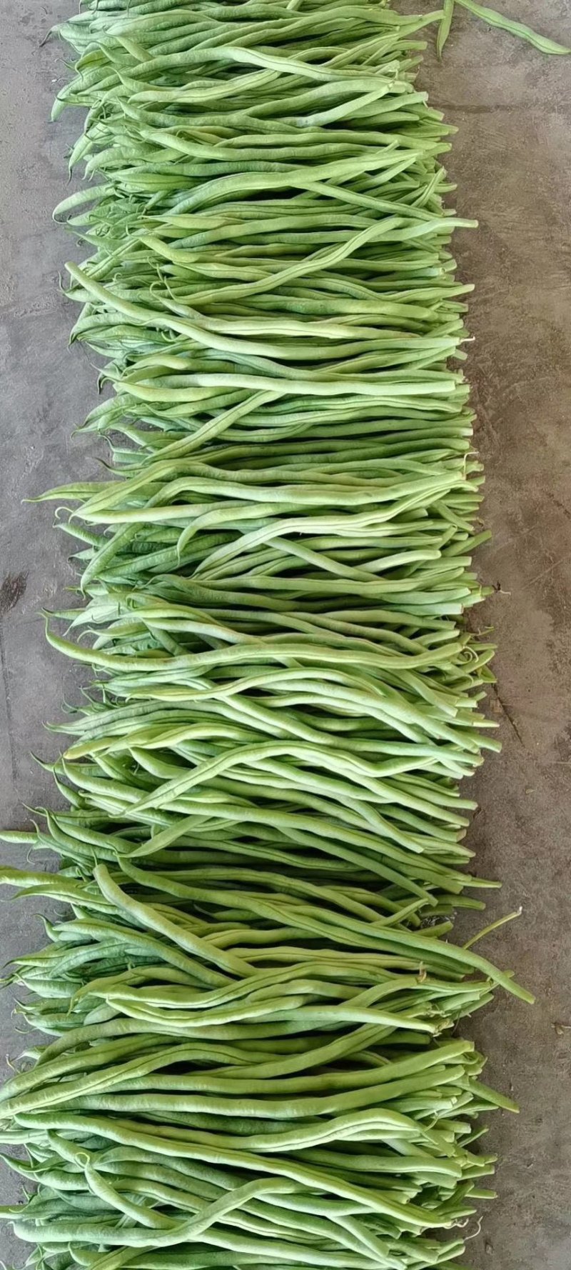 精品无筋豆武山县豆王量大从优欢迎新老客户