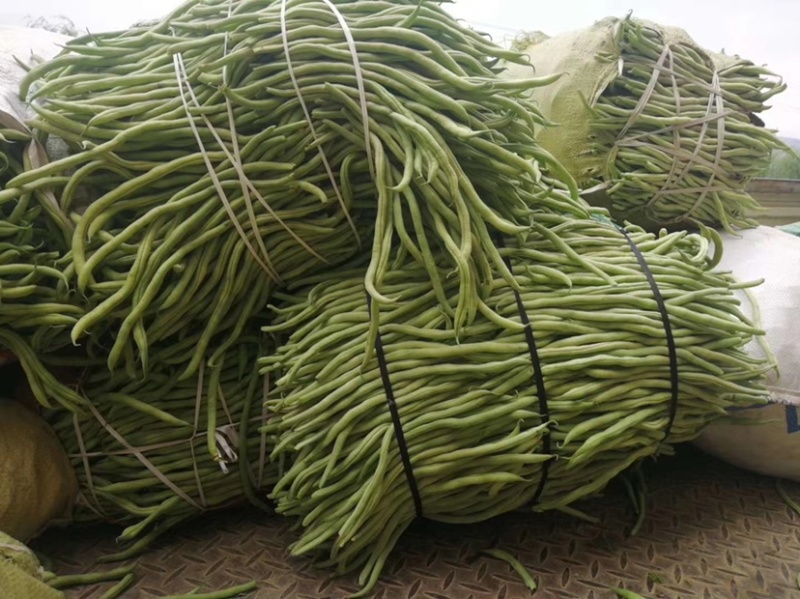 精品无筋豆武山县豆王量大从优欢迎新老客户
