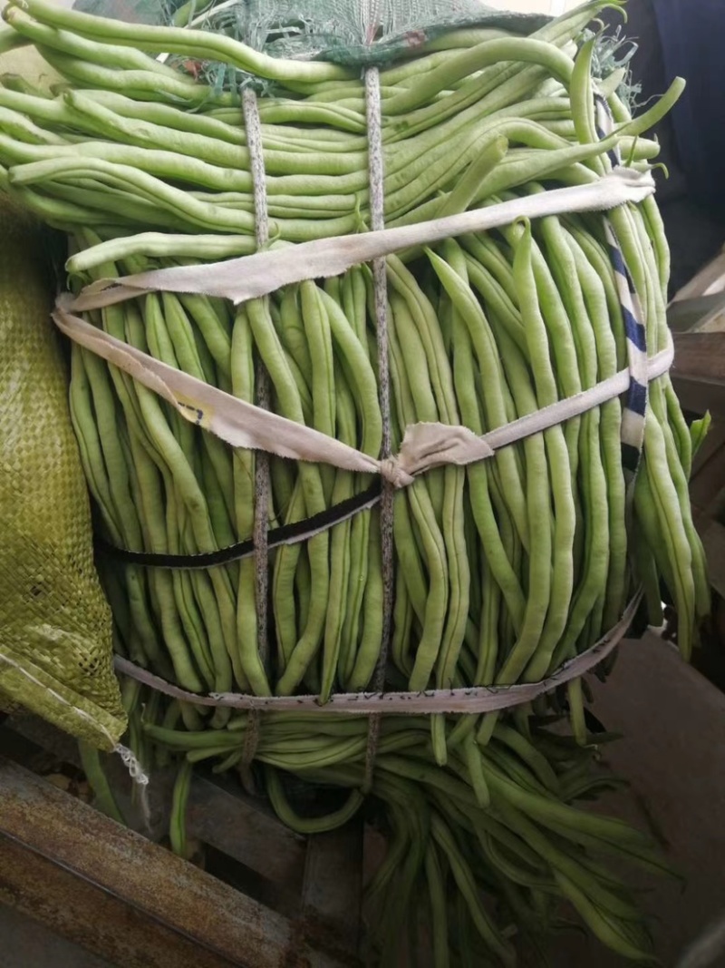 精品无筋豆武山县豆王量大从优欢迎新老客户