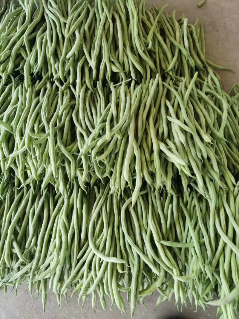 精品无筋豆武山县豆王量大从优欢迎新老客户