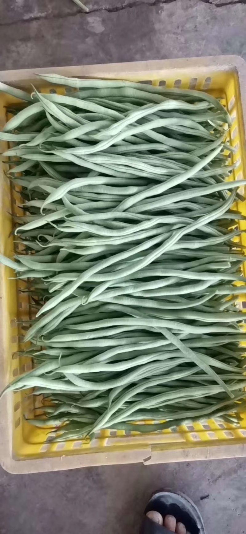 精品无筋豆武山县豆王量大从优欢迎新老客户