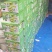 山东海阳白黄瓜白玉黄瓜水果黄瓜奶香脆嫩宜人新鲜采摘