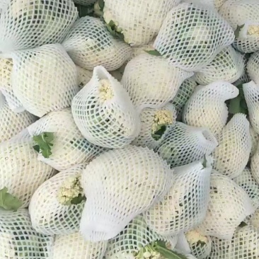 精品松花白，短巴子，