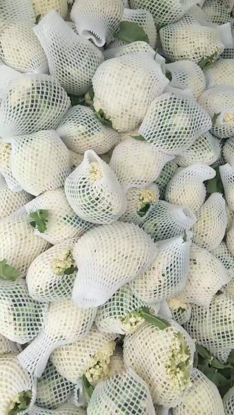 精品松花白，短巴子，