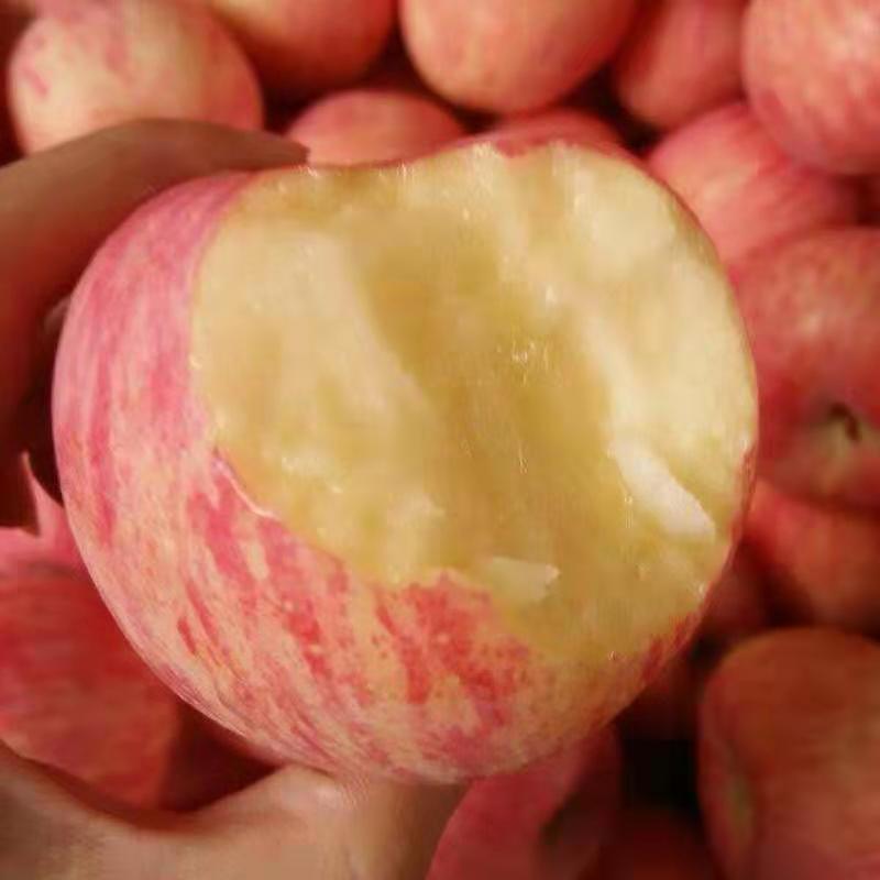 山东红富士苹果一手货源品质保证价格便宜欢迎合作！