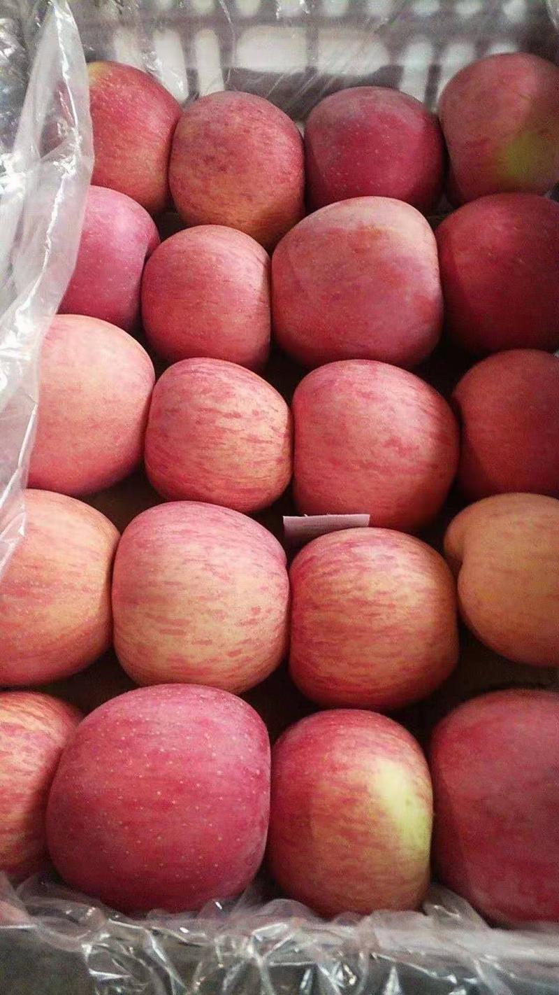 山东红富士苹果一手货源品质保证价格便宜欢迎合作！