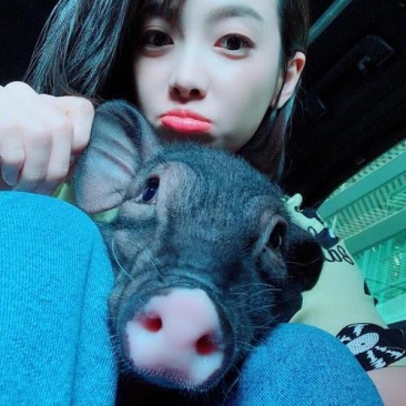 小香猪可爱小宠爱了爱了爱就爱了爱爱爱爱爱