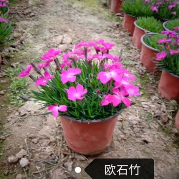 欧石竹，品种全，规格多