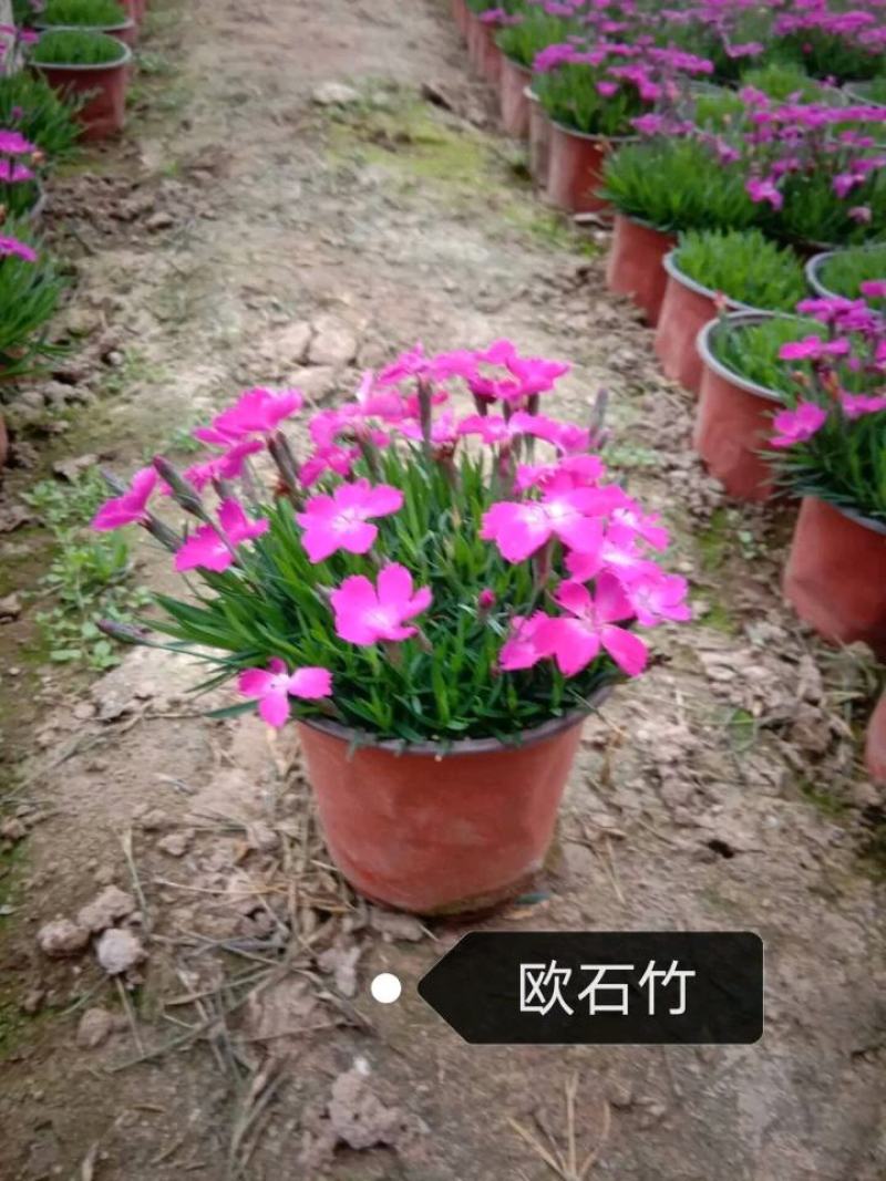 欧石竹，品种全，规格多