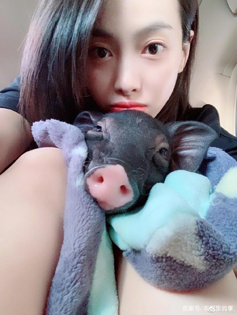 香猪