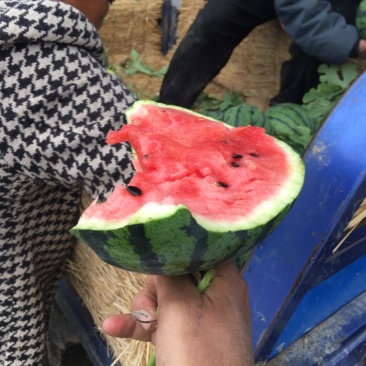 睢宁魏集精品嘉年华原棚，黑子