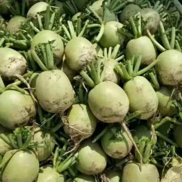 心里美萝卜，一级货源，货源充足，有要的老板联系。