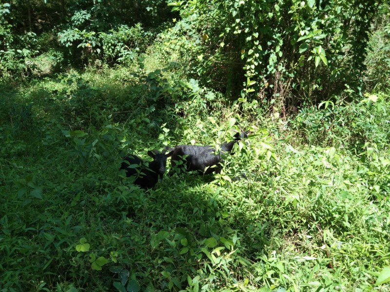海南保亭本地东山羊，肉质鲜美，品质可靠，大羊乳羊均卖