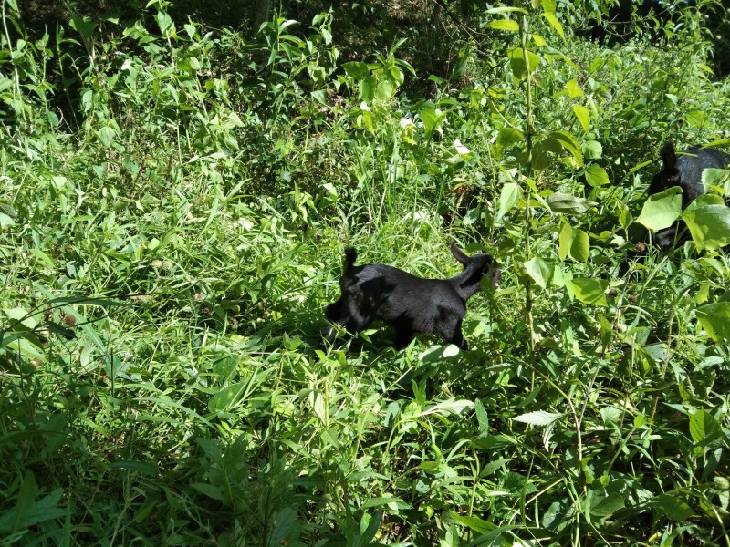 海南保亭本地东山羊，肉质鲜美，品质可靠，大羊乳羊均卖