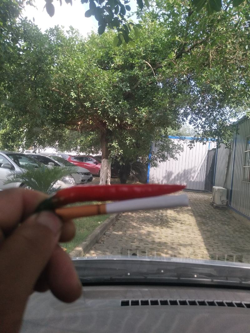 龙州新苗辣椒植发