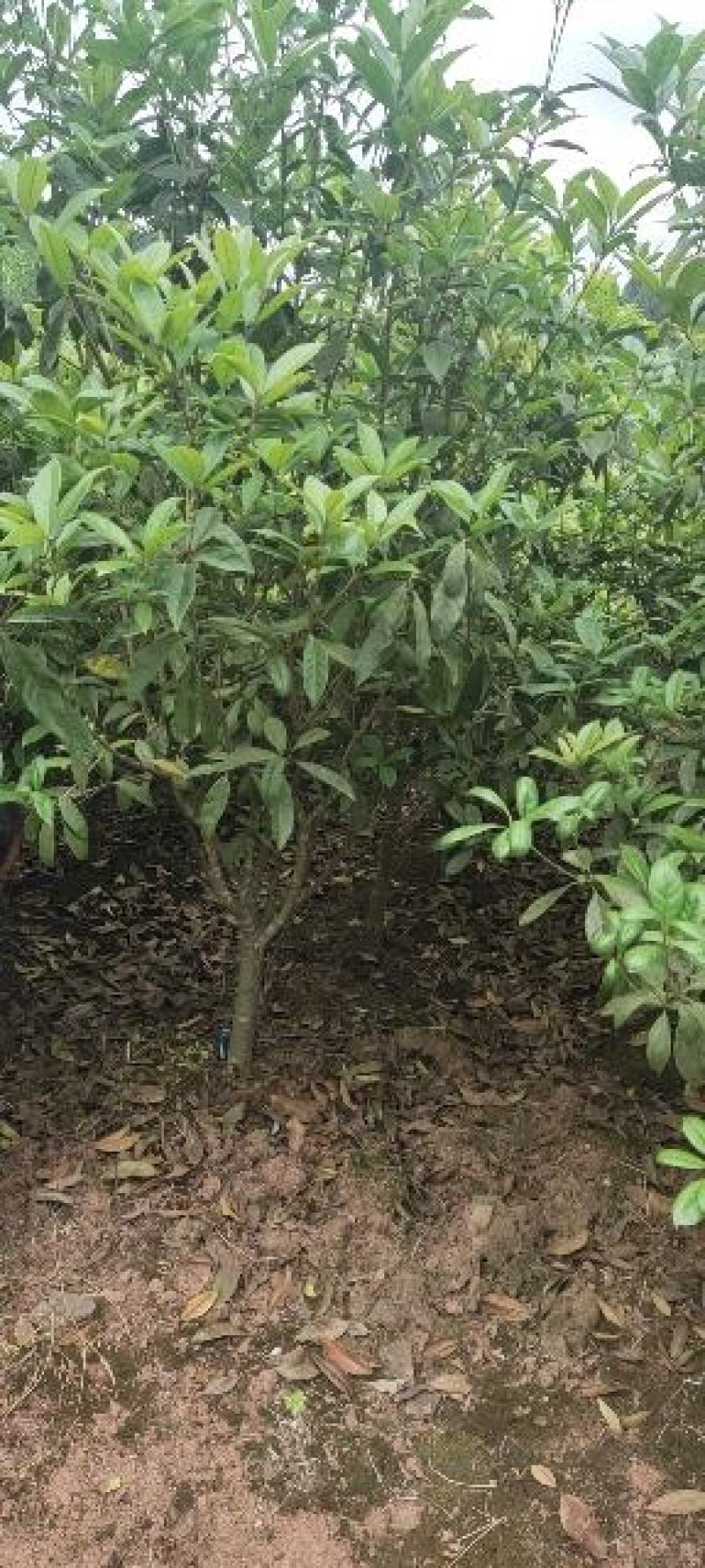 桂花树，金桂树三到五公分带泥球包装装车分支充一，
