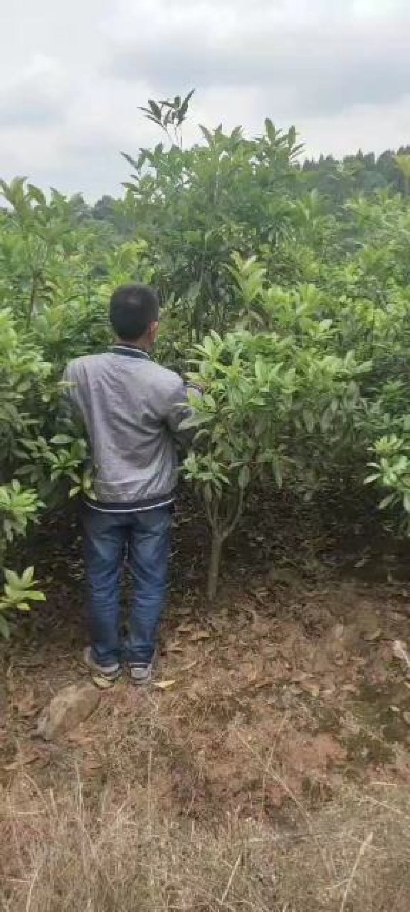 桂花树，金桂树三到五公分带泥球包装装车分支充一，
