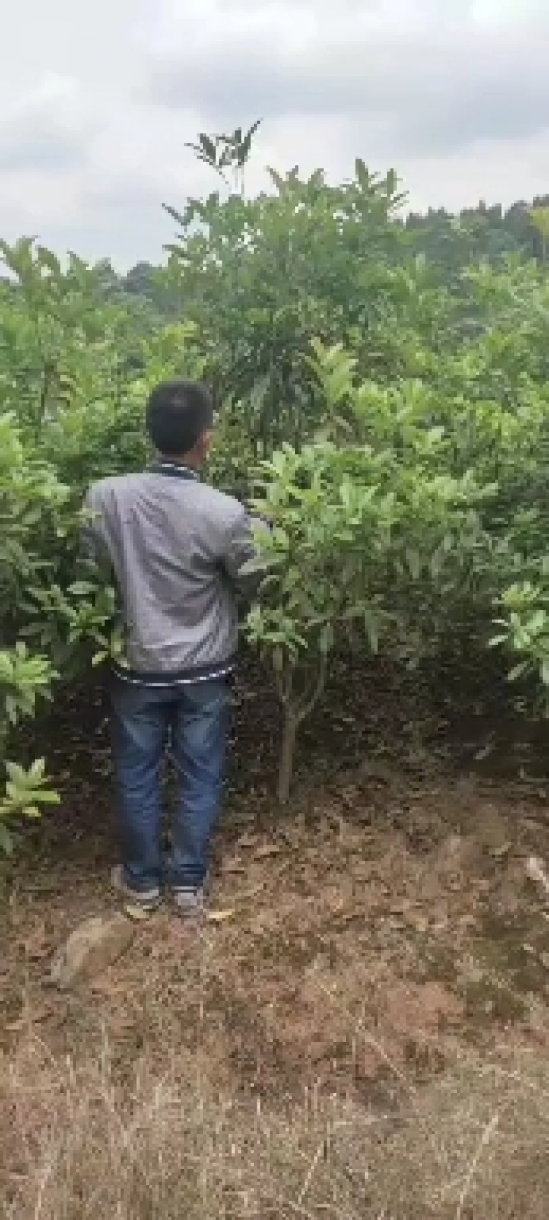 桂花树，金桂树三到五公分带泥球包装装车分支充一，
