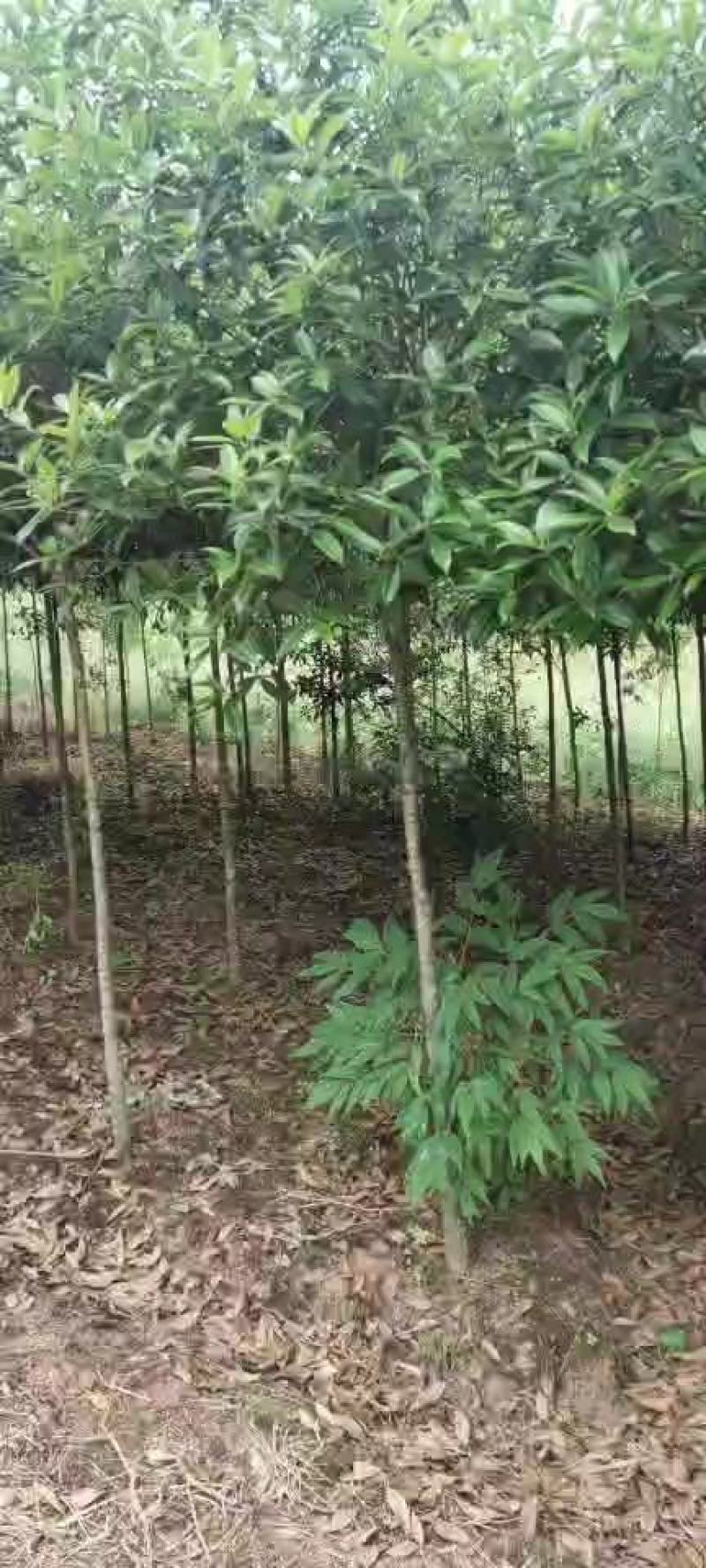 桂花树，金桂树三到五公分带泥球包装装车分支充一，