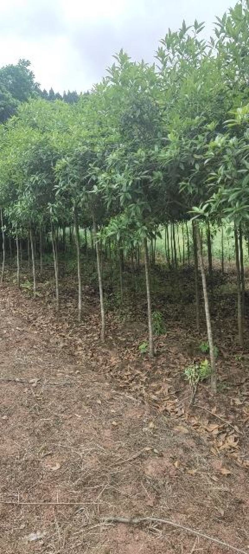 桂花树，金桂树三到五公分带泥球包装装车分支充一，